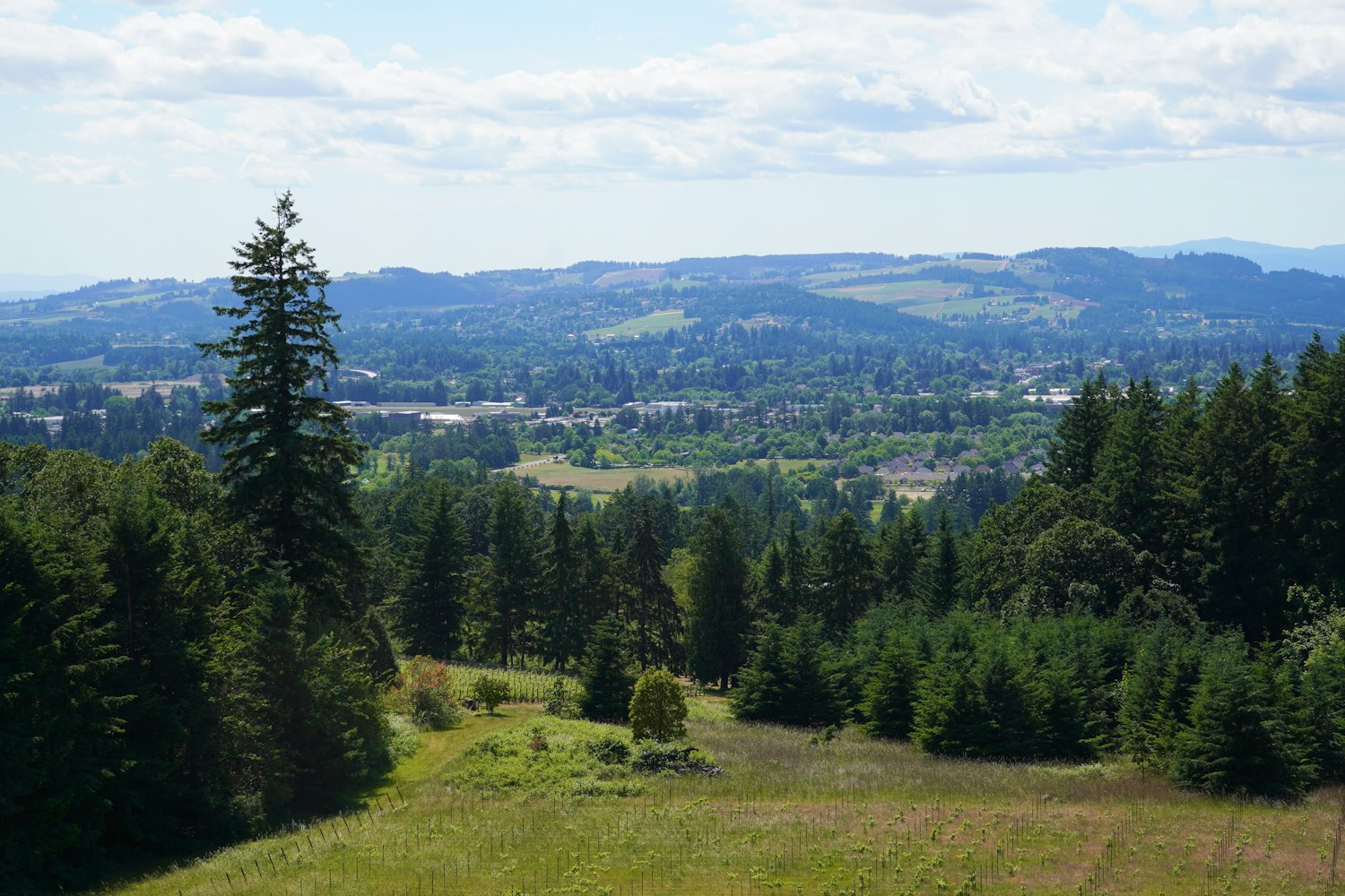 A green valley landscape, the mid-Willamette Valley setting around Lebanon, Oregon