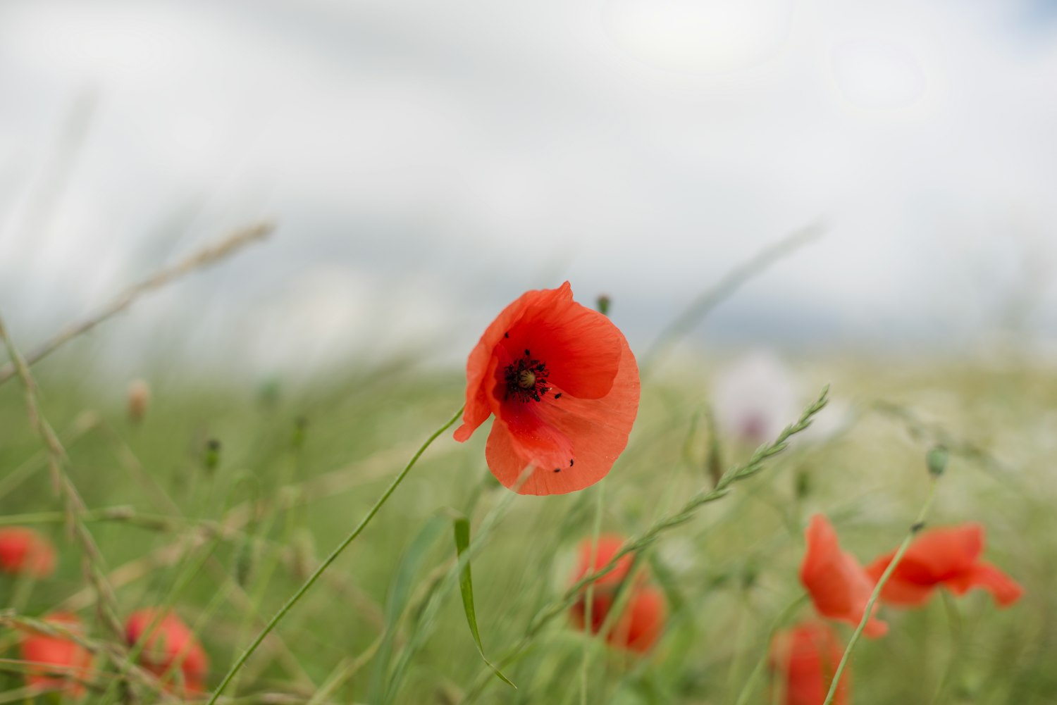 A single red poppy in bloom, the flower made famous by the WWI poem In Flanders Fields
